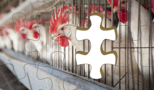 Biosecurity Measures in Poultry Production