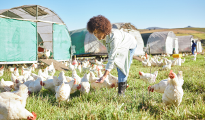 Sustainable poultry farming