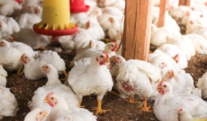 sustainable poultry farming