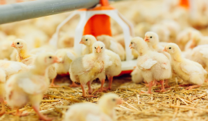 Gut microbiota in broiler breeders