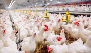 Gut microbiota in broiler breeders