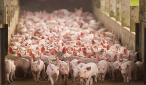 Ask an Expert: Feed's Role in Swine Virus Mitigation