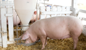 Mitigate Swine Viruses with Effective Feed Pathogen Control Tools