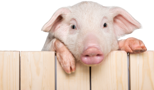 Swine Feed Safety: A Critical Aspect of Herd Health